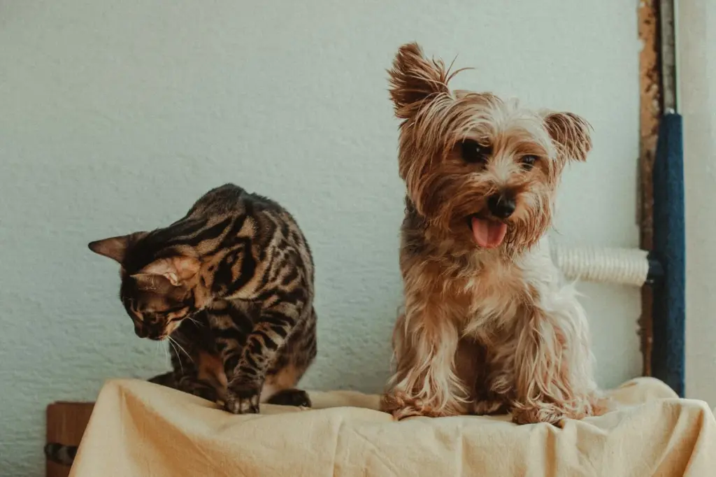 Cão e gato lado a lado sobre um móvel